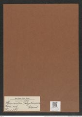 Hemiaulus polystinorum Ehrenb. (de-Toni-Nr.: Genus 117, Species 3385) Zeichnungen Sammlung Grunow Mappe 03587 (Herbarium_W_Grunow_drawings_Folder_03587)